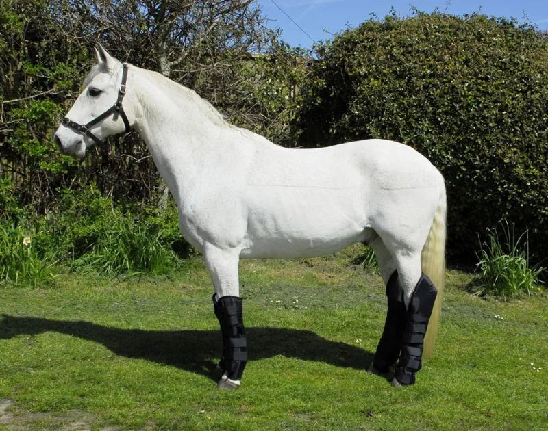Rhinegold Full Length Travel Boots